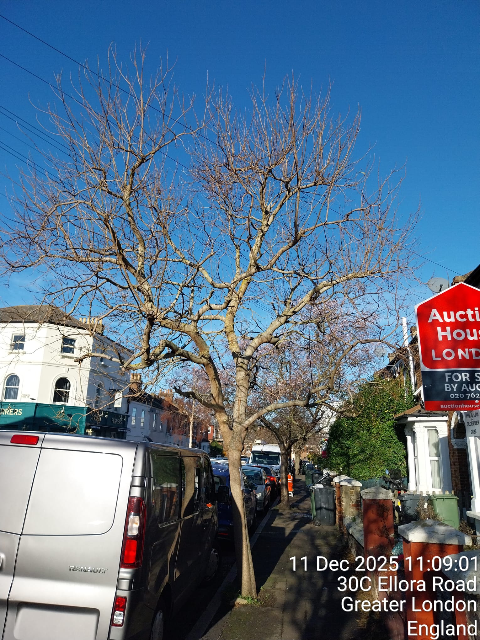 Project: Ellora Road Street Tree Removal | London Borough of Lambeth