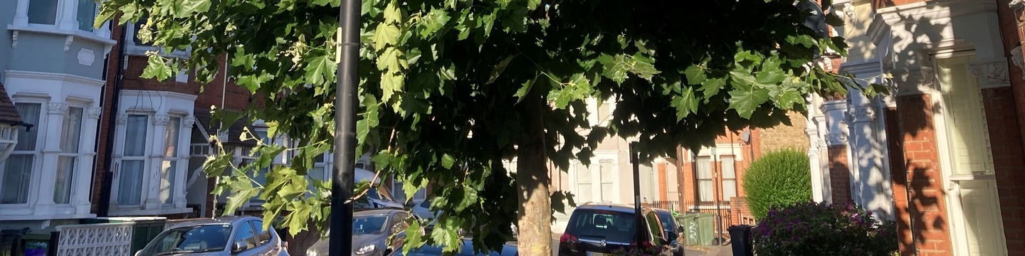 Harpenden Road Plane Tree
