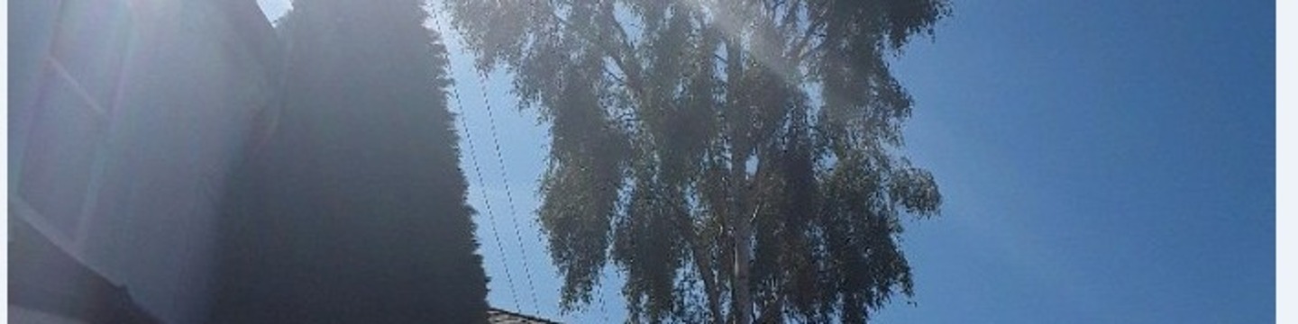 Birch tree at Appach Road