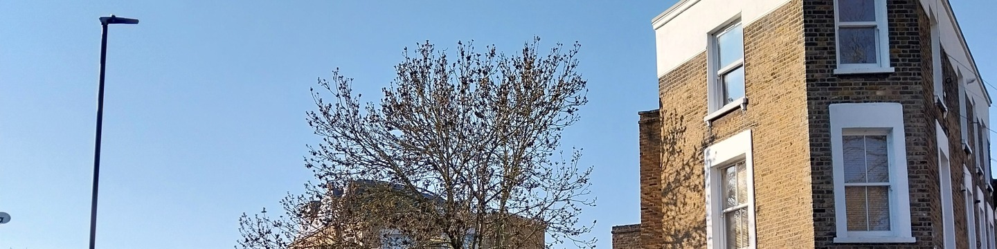 Railton Road Ash Tree