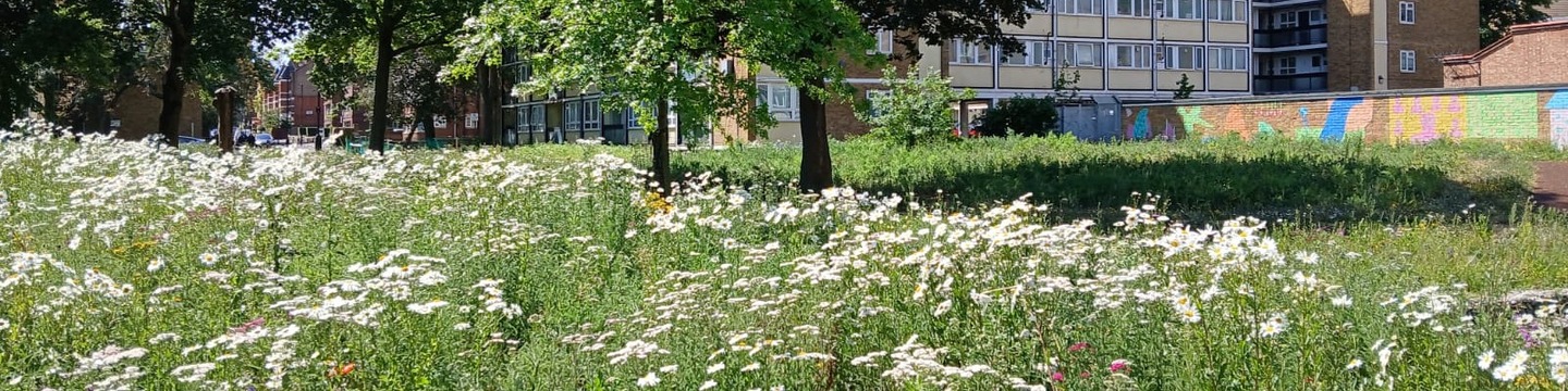 Flowery meadows with flats beyond