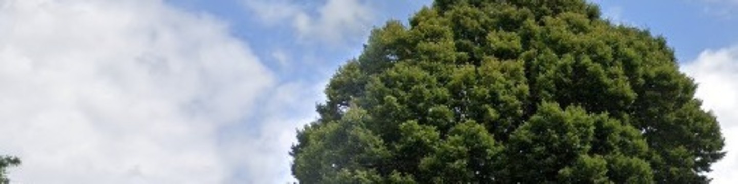 Parkthorne Road Hornbeam