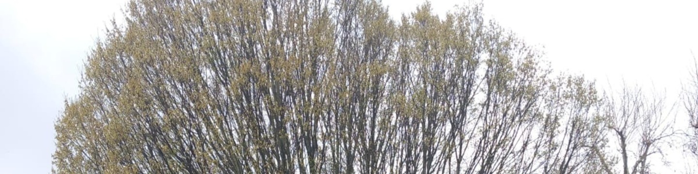 Thornton Road Street Tree