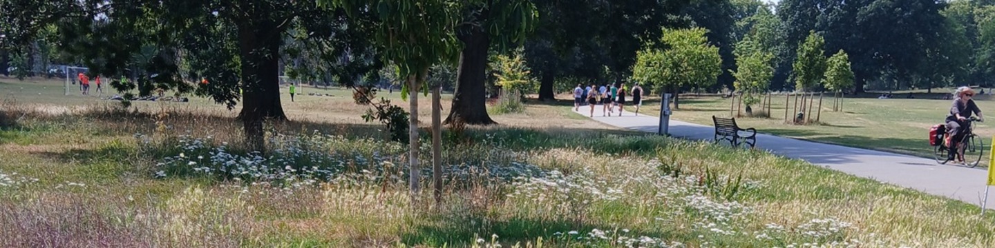 Park in sunshine, with meadow flowers, trees, a bench and a path.