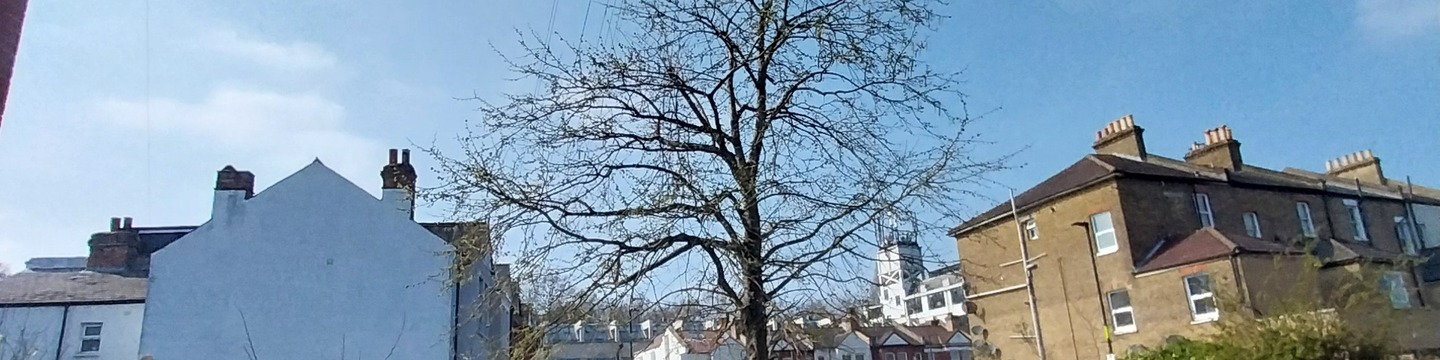 Turkish Hazel on Tritton Rd