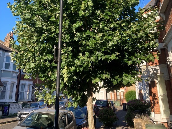 Harpenden Road Plane Tree